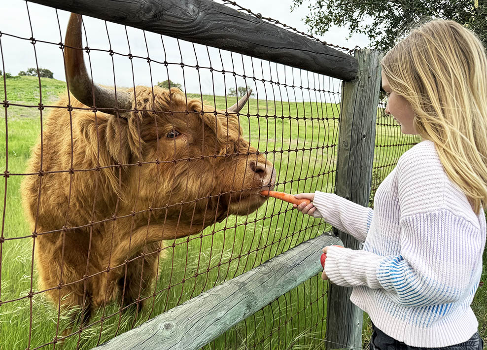 Argyle, one of our open-range Highland cattle